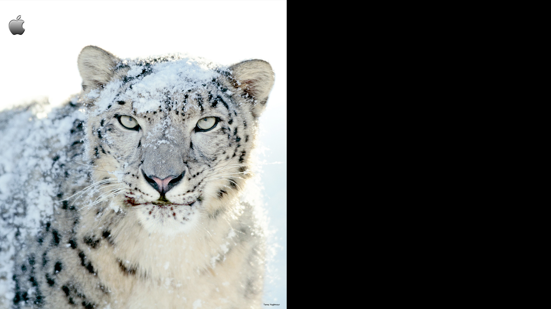 Big Cats Have Pupil Slit - HD Wallpaper 