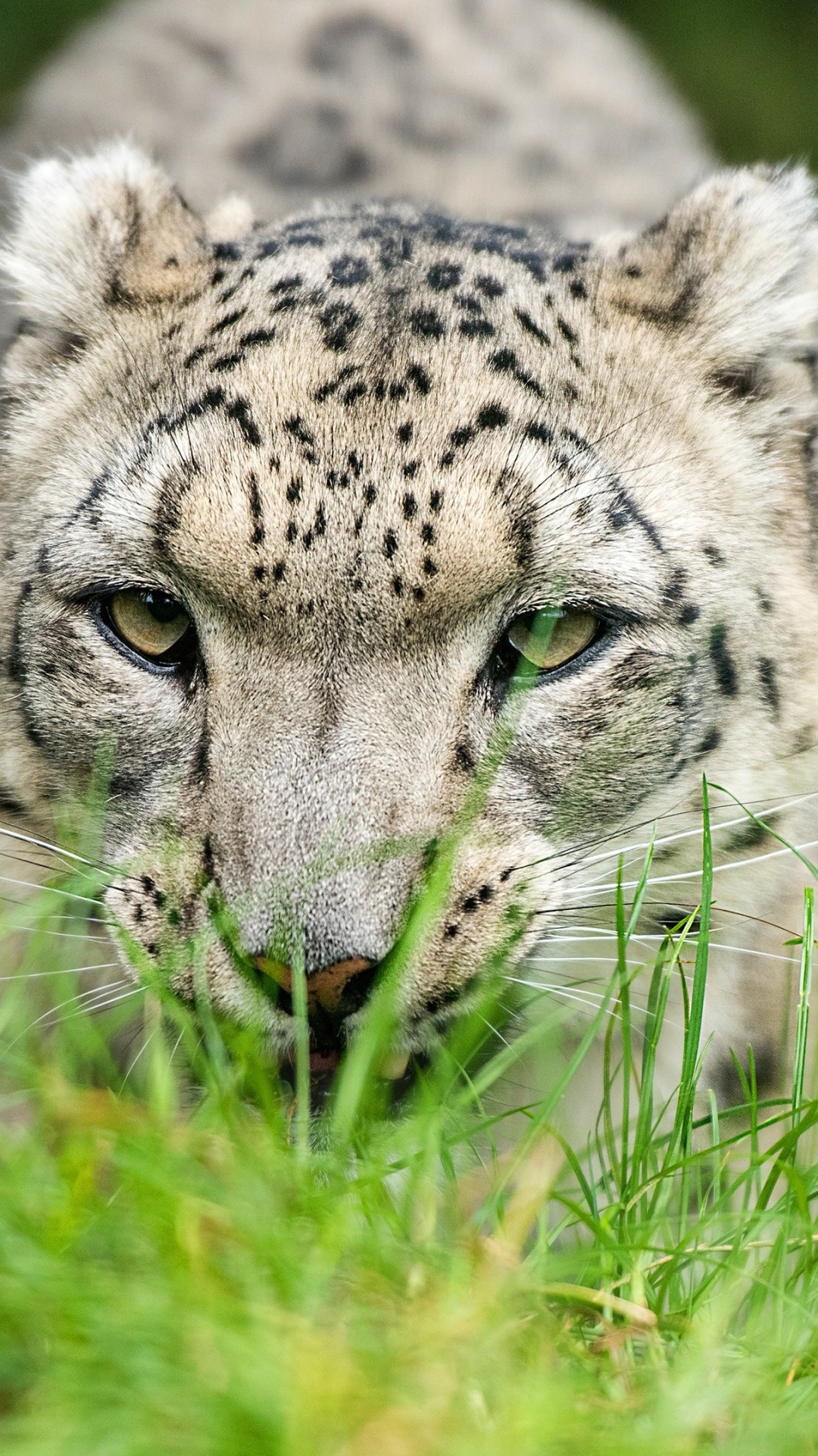 Snow Leopard - HD Wallpaper 