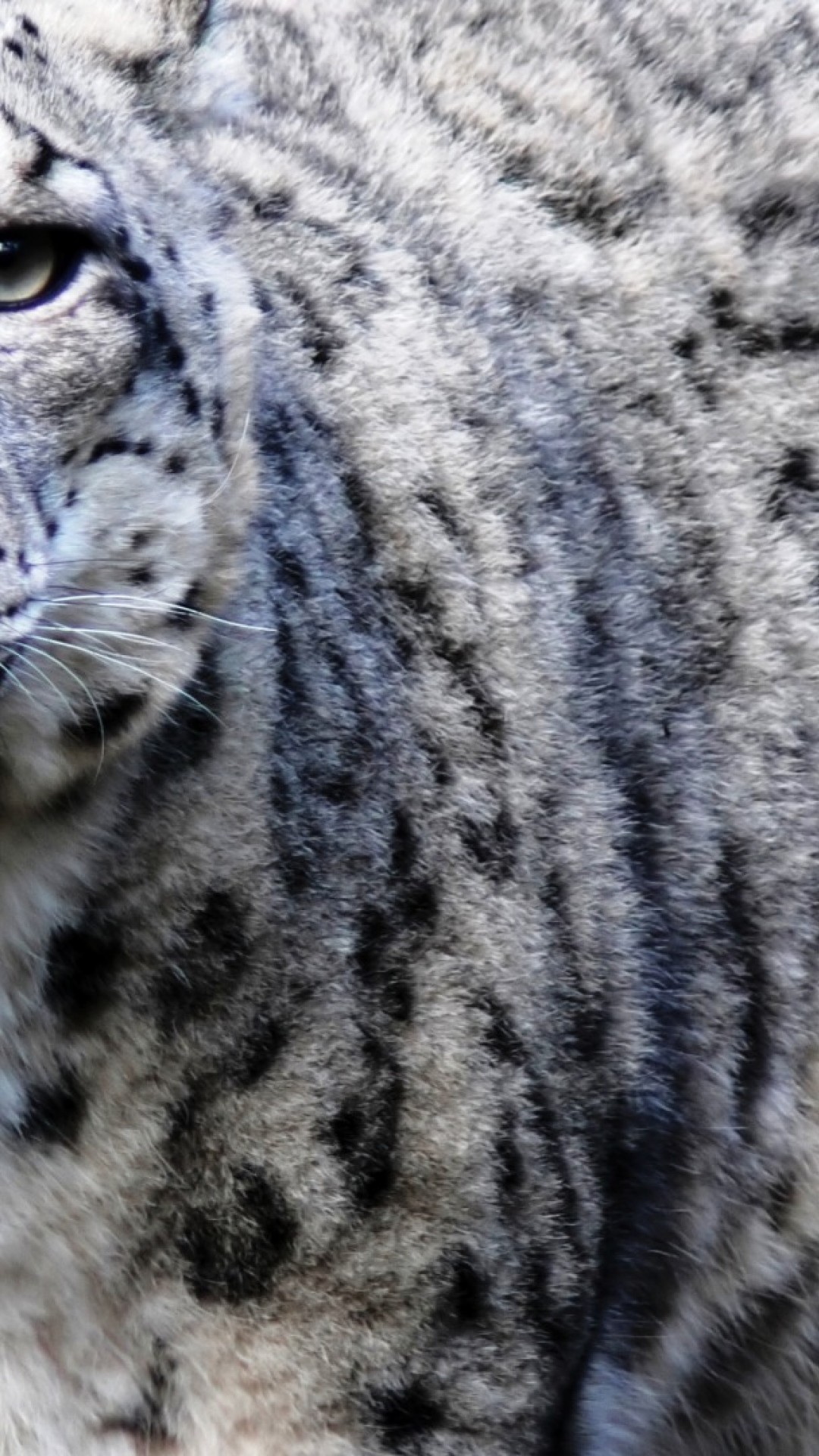 Snow Leopard Iphone Wallpaper - HD Wallpaper 