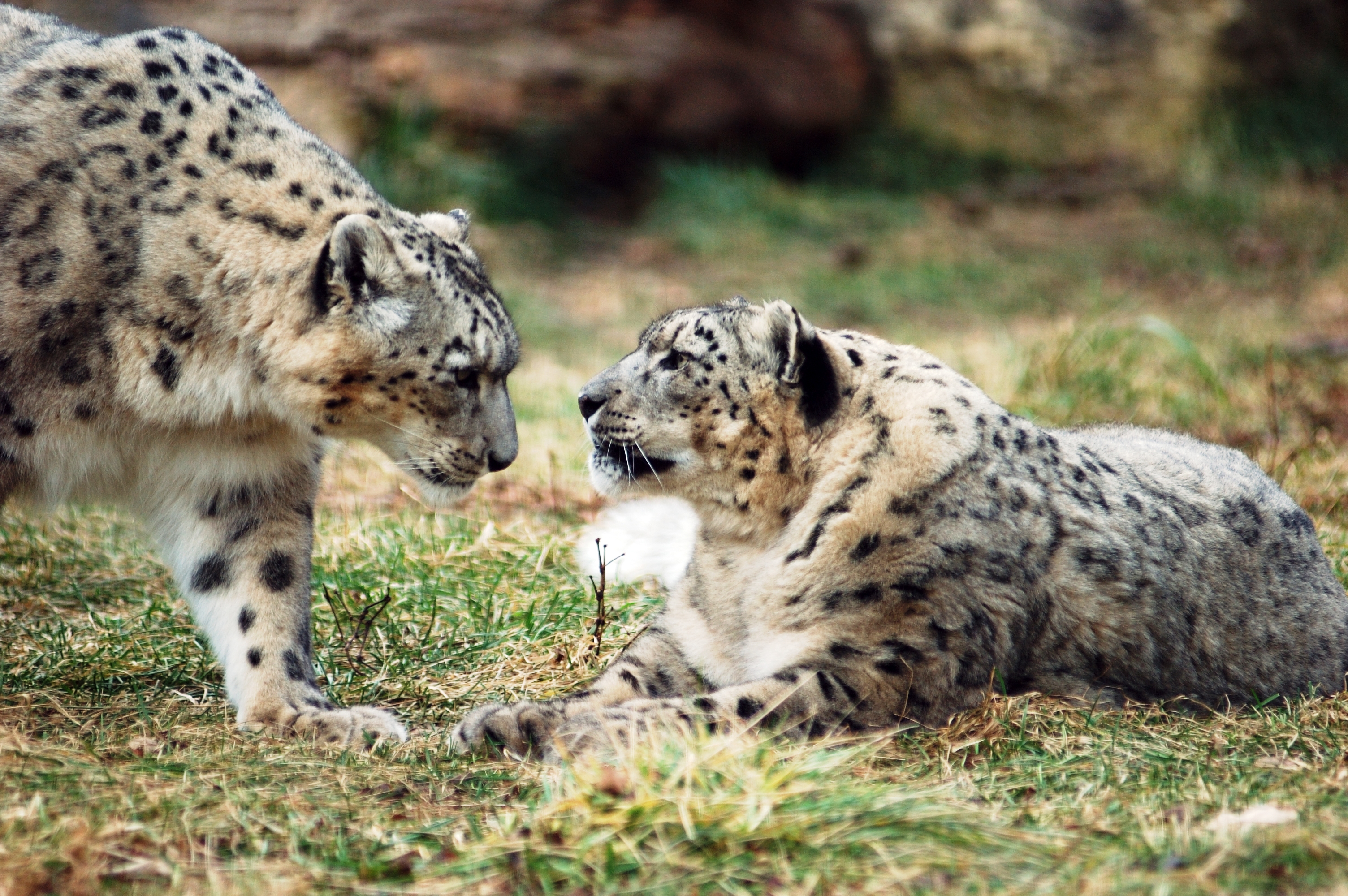 Snow Leopard - HD Wallpaper 