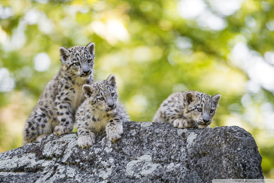 Wild Snow Leopard Cubs - HD Wallpaper 
