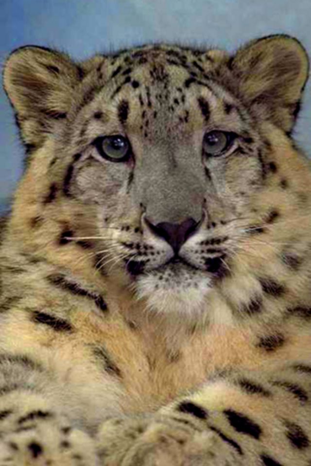 Baby Tiger Wallpaper - Snow Leopard - HD Wallpaper 