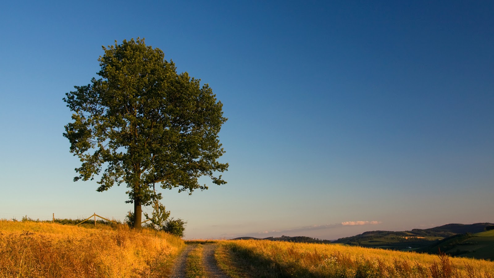 Oak Tree Wallpaper - HD Wallpaper 