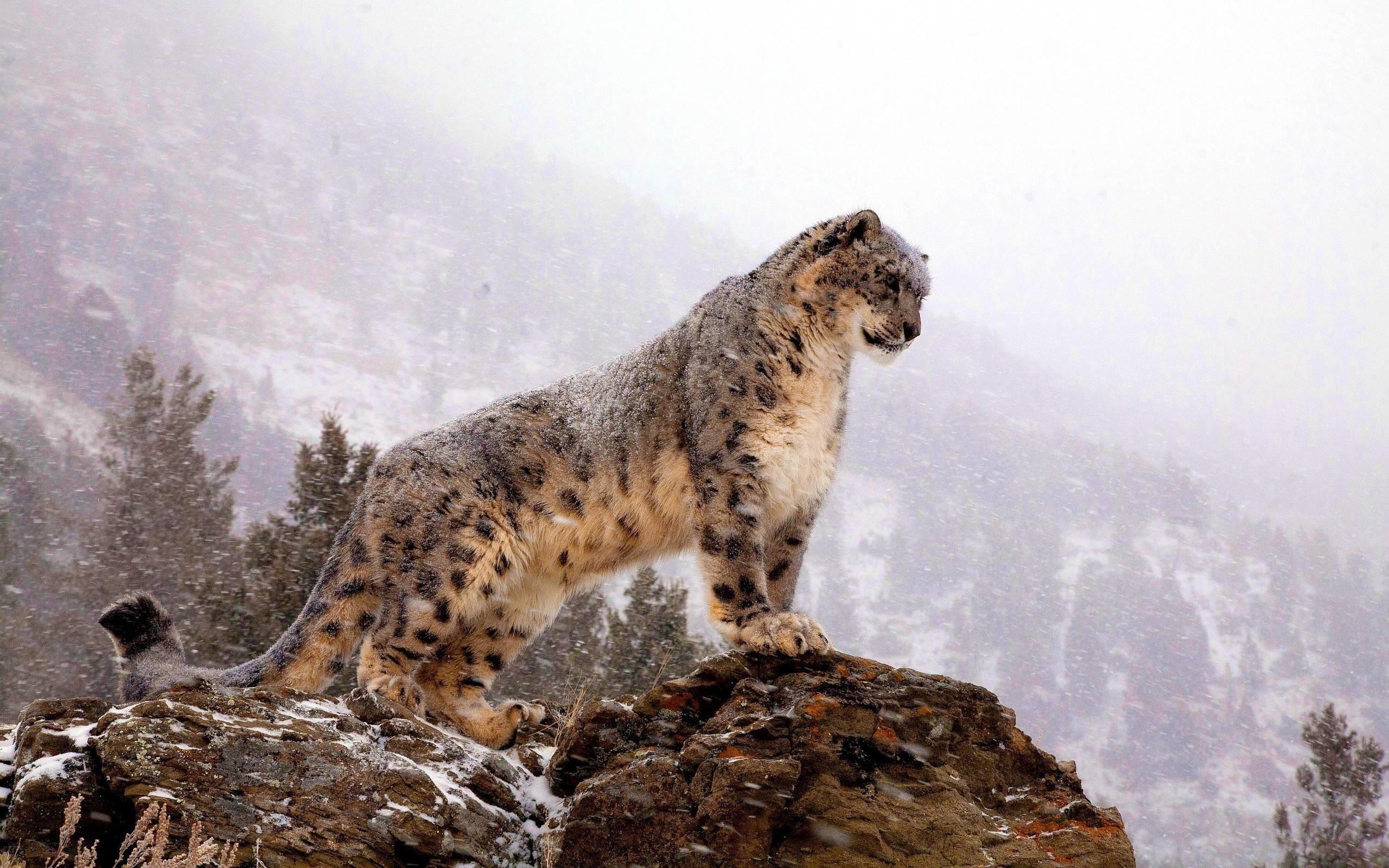 Snow Leopard Wallpaper - Snow Leopard Hd - HD Wallpaper 