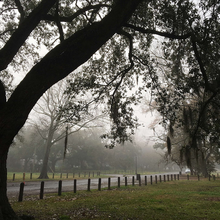 Live Oak Tree, New Orleans, Plant, Grave, Cemetery, - Willow - HD Wallpaper 