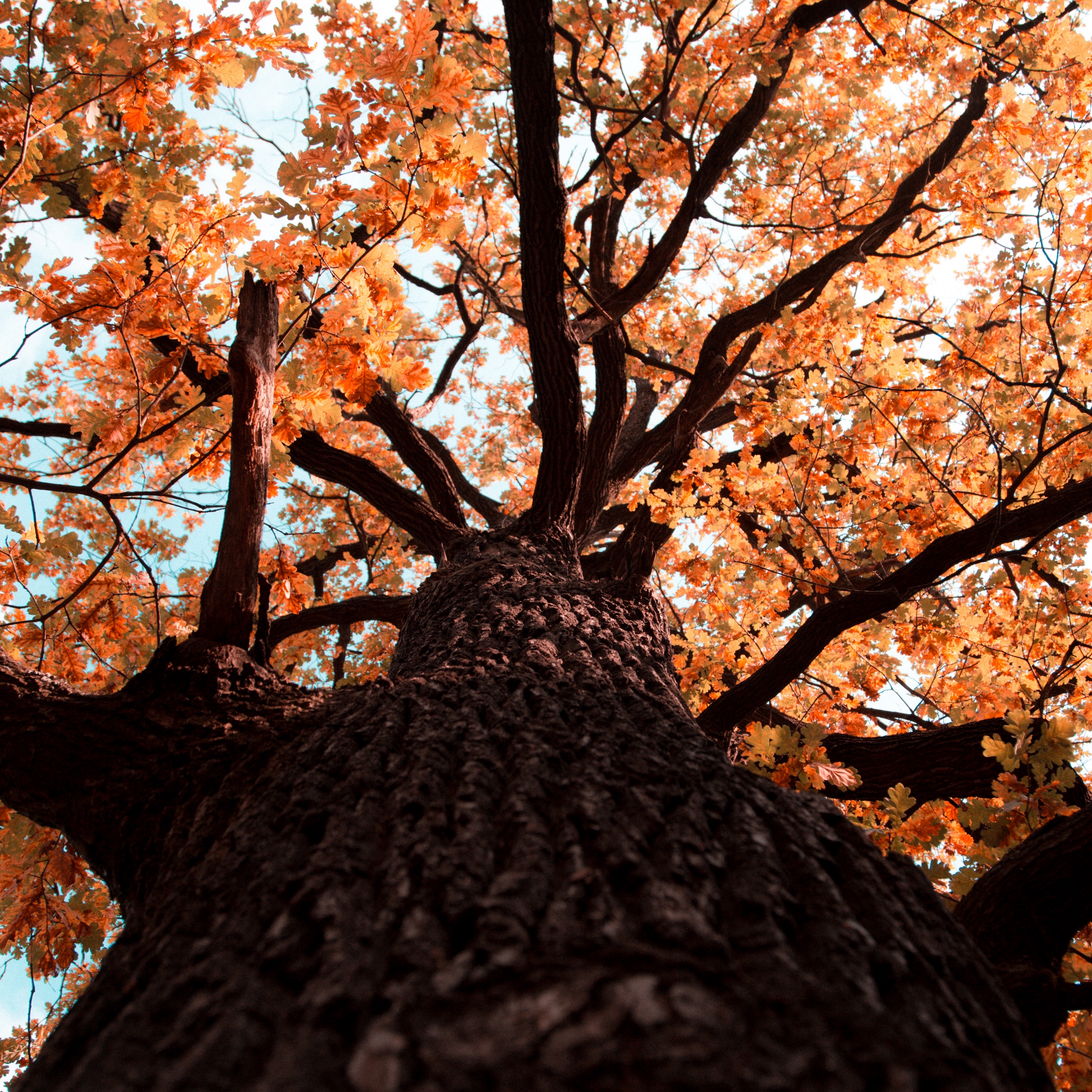 Wallpaper Oak, Tree, Branches, Leaves, Yellow, Autumn - Oak - HD Wallpaper 
