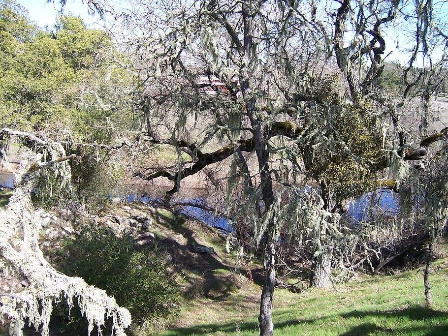 United States, Atascadero, Oak Tree, Lake, Spanish - Grass - HD Wallpaper 