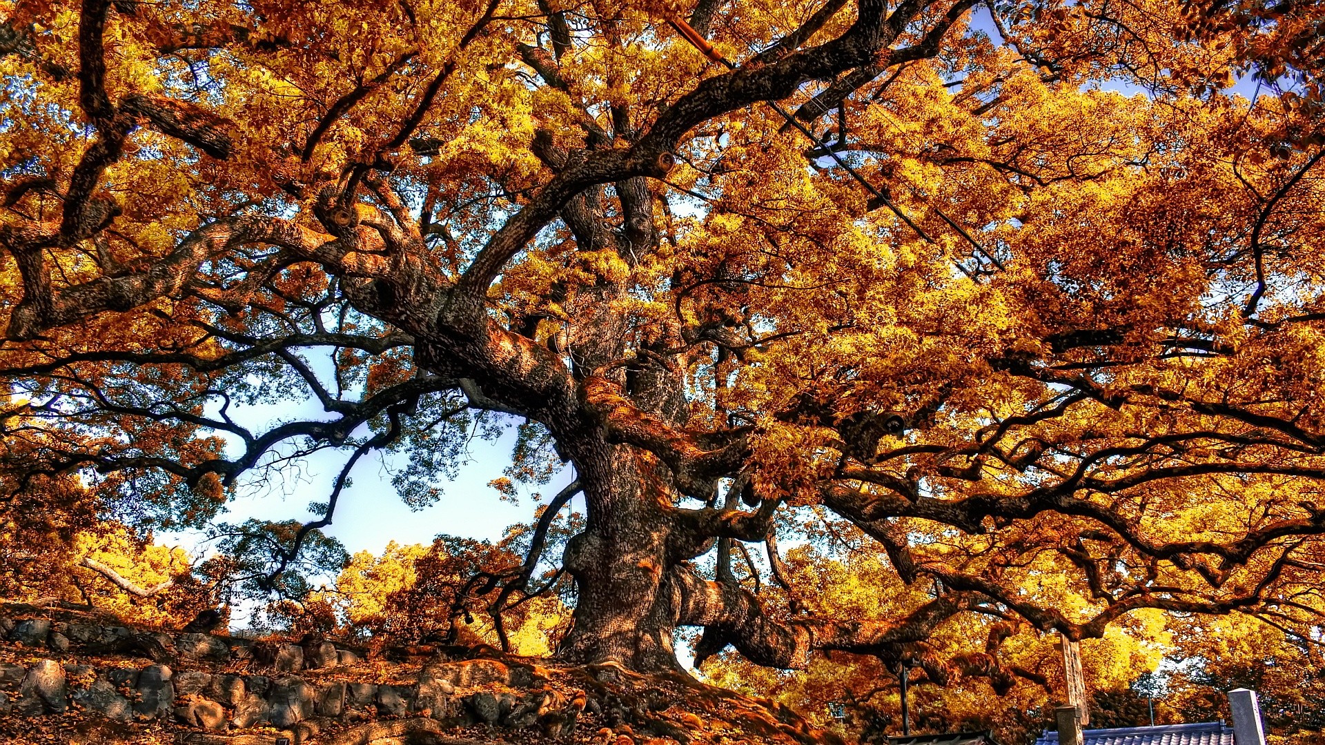 The Wallpaper Above Is Giant Tree Autumn Wallpaper - Autumn - HD Wallpaper 