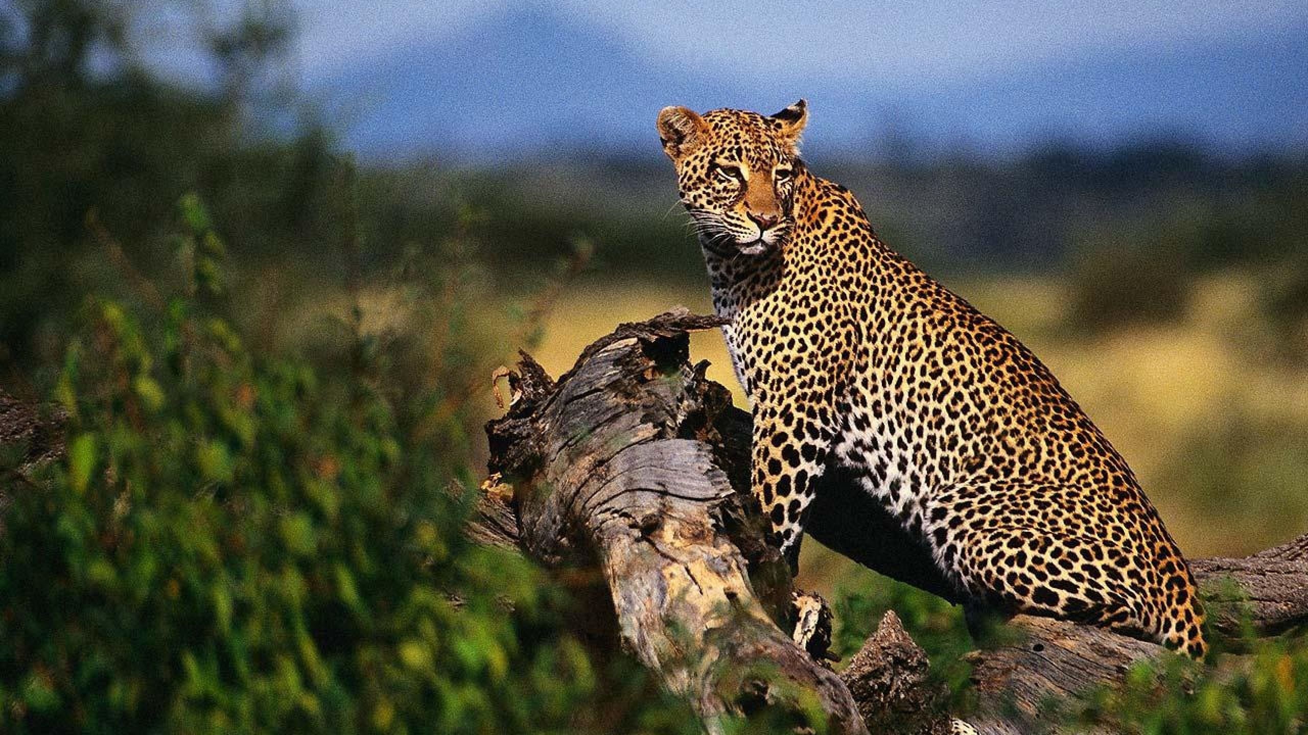Leopard - HD Wallpaper 