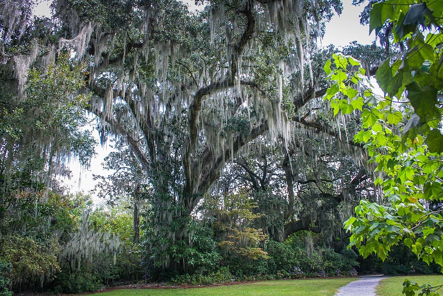 Man S Eye View Of Trees, Spanish Moss, Epiphyte, Southern - Spanish Moss Florida - HD Wallpaper 