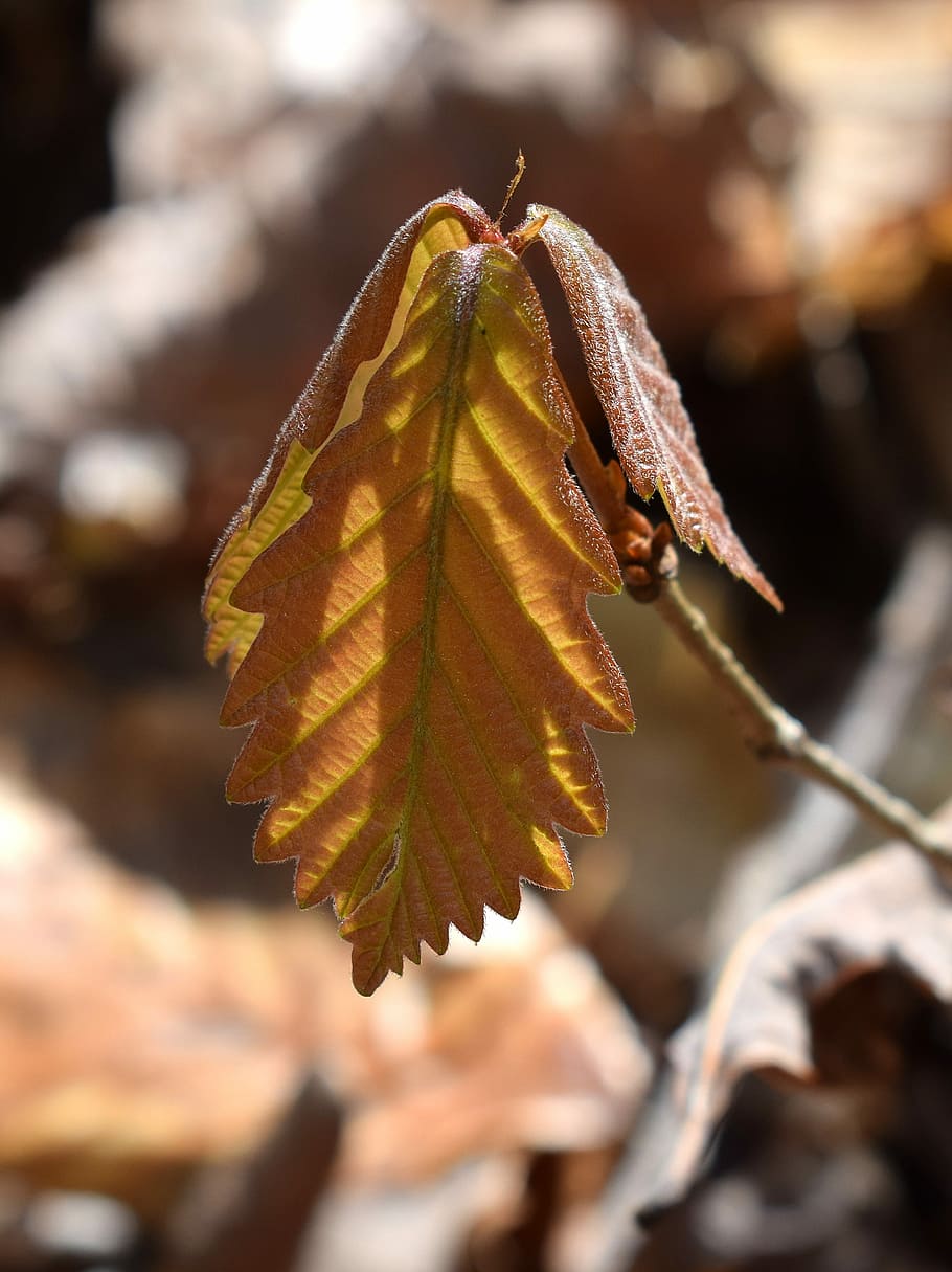 Seedling, New Leaves, Oak Tree, Oak Seedling, Sapling, - Macro Photography - HD Wallpaper 