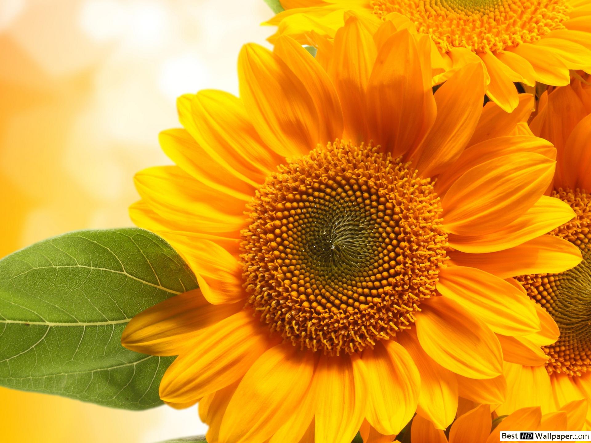 Desktop Backgrounds 1920x1080 Flowers - HD Wallpaper 