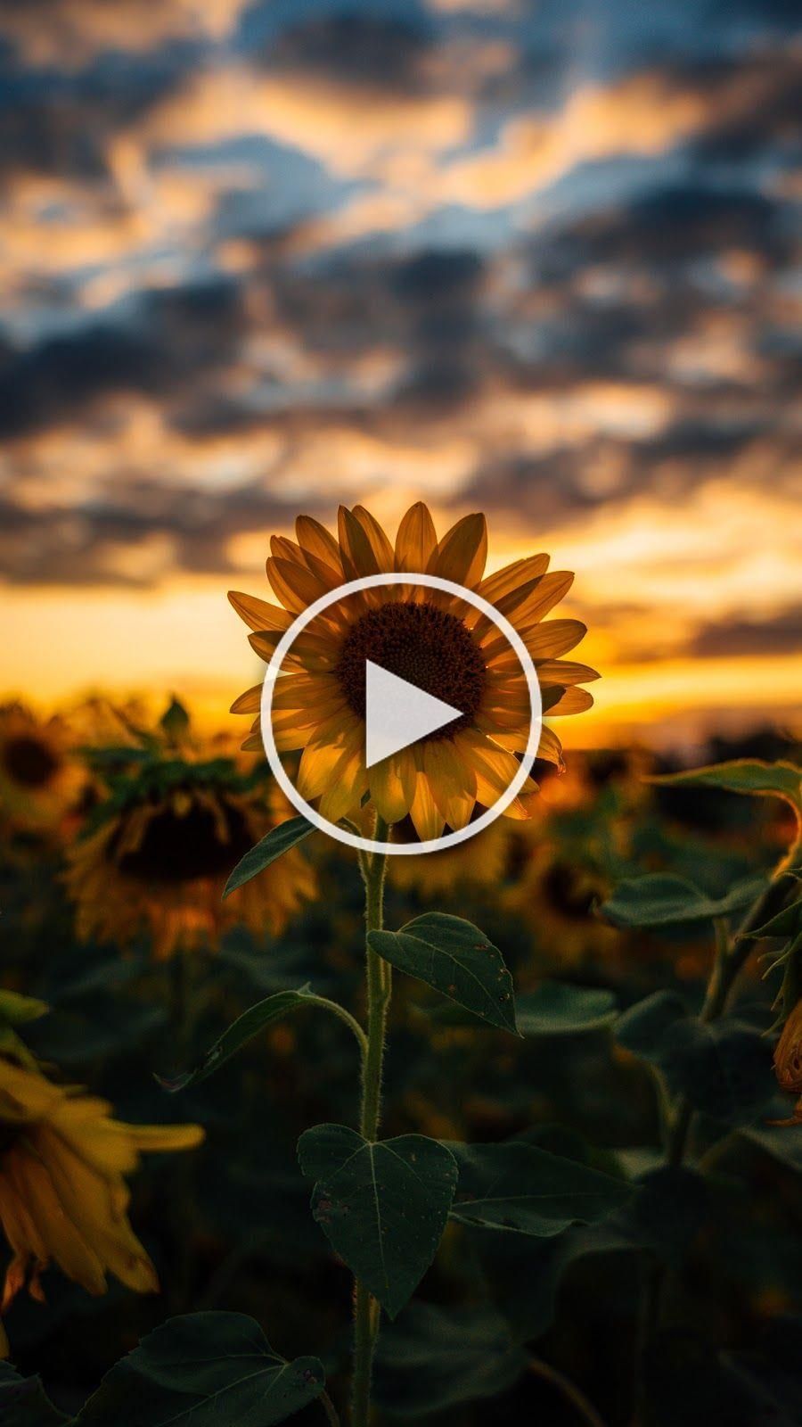 Sunflower Wallpaper Android - Sunflower Wallpaper For Android - HD Wallpaper 