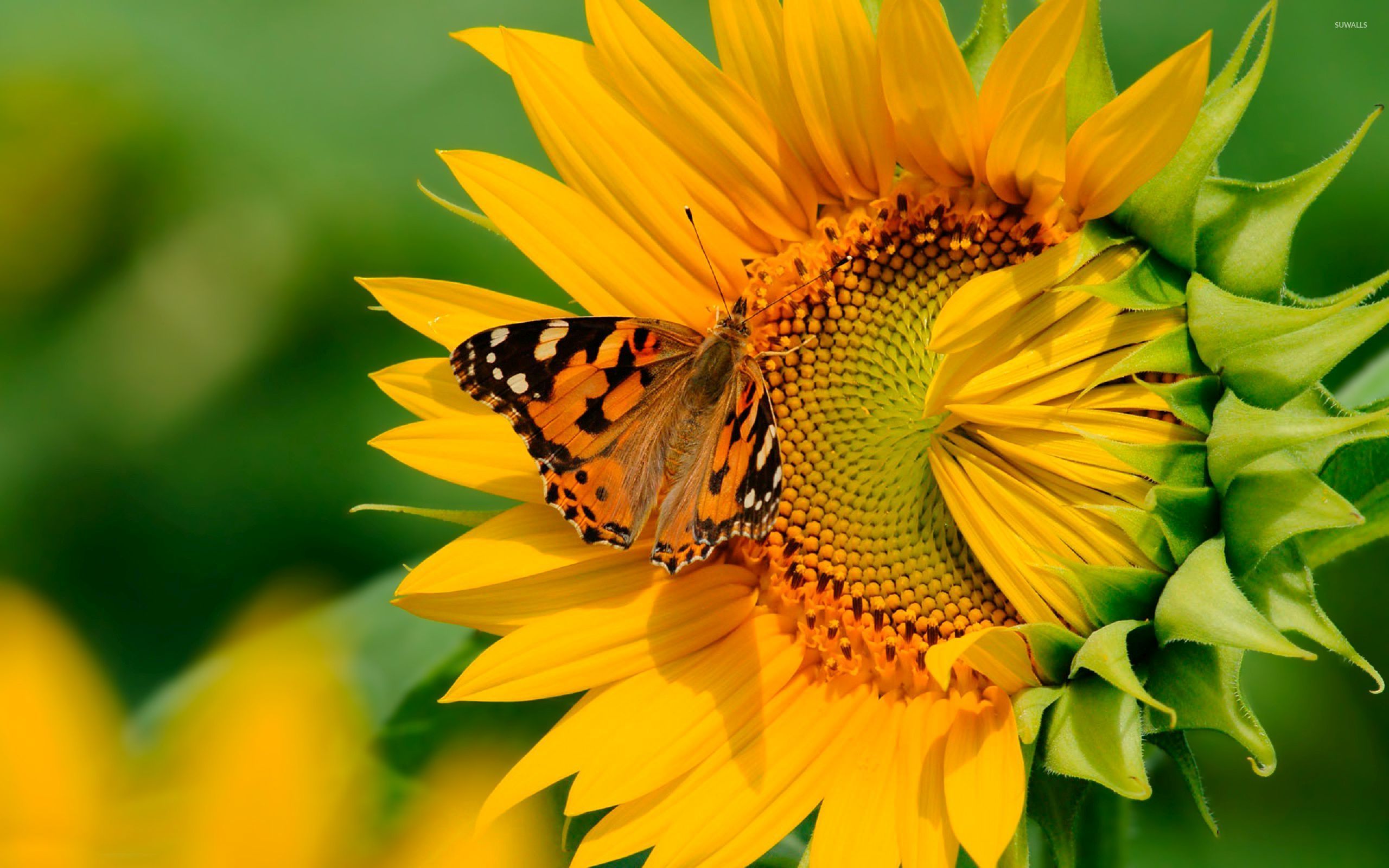Free Sunflower Wallpapers - HD Wallpaper 