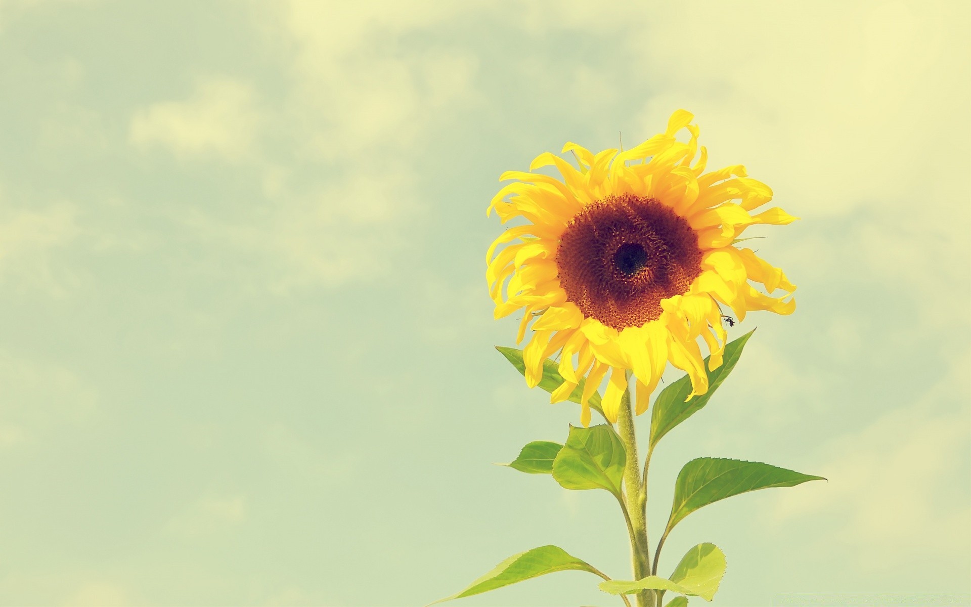 Flowers Nature Flower Summer Flora Leaf Bright Growth - Optimistic Backgrounds - HD Wallpaper 