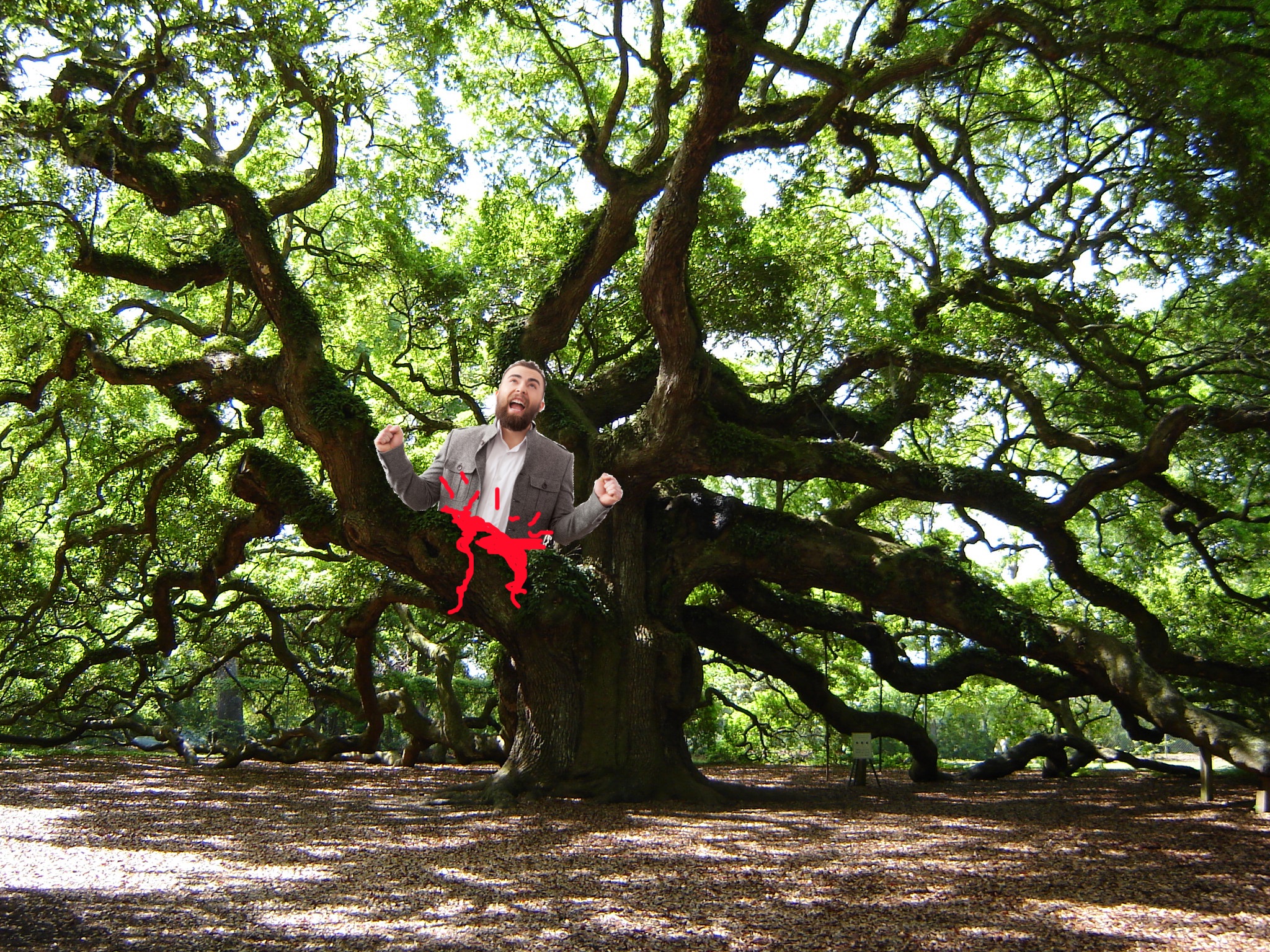 Woodland - HD Wallpaper 