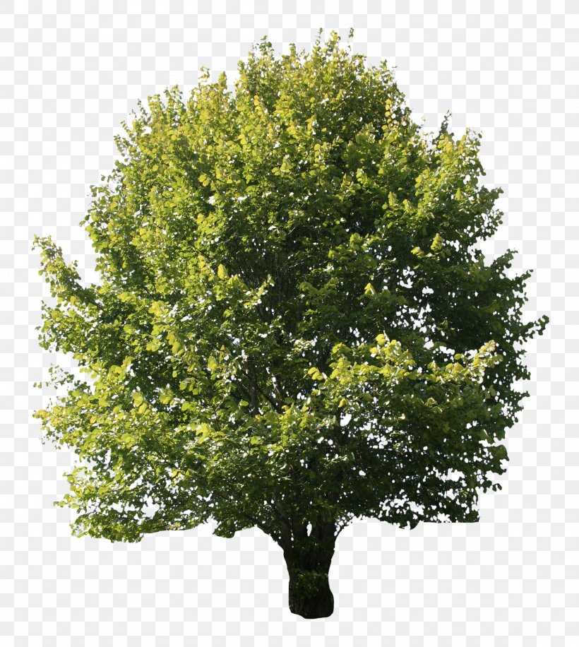 Desktop Wallpaper Oak Tree Image, Png, 2304x2575px, - Ashtree Transparent Background - HD Wallpaper 