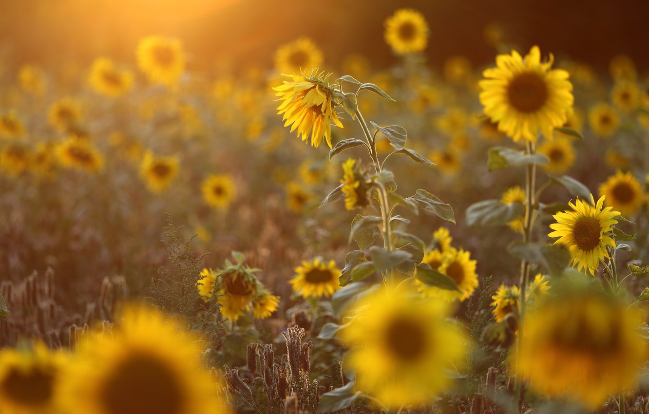 Photo Wallpaper Field, Summer, Light, Sunflowers, Flowers, - Sunflower Field - HD Wallpaper 
