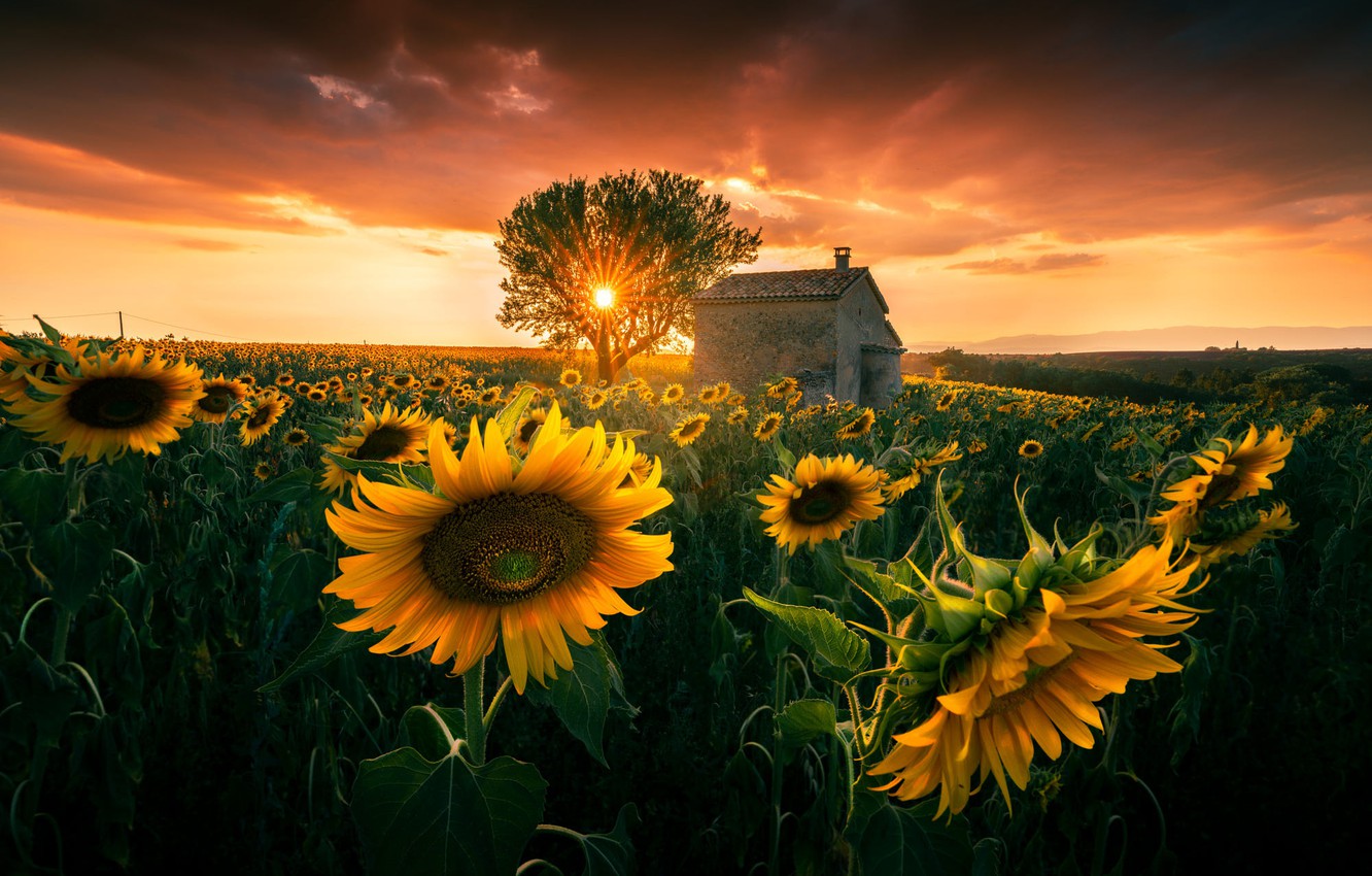 Photo Wallpaper Sunflowers, Sunset, Tree, Sun - Ode To A Sunflower Poem - HD Wallpaper 