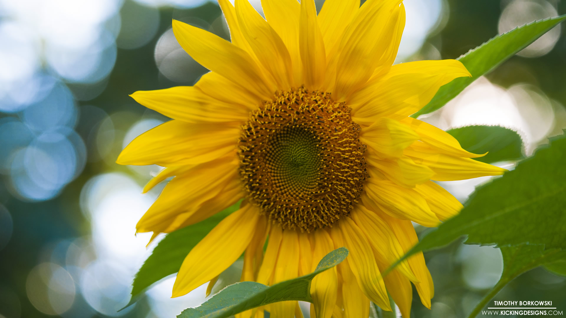 Sunflower 9 18 - Sunflower - HD Wallpaper 
