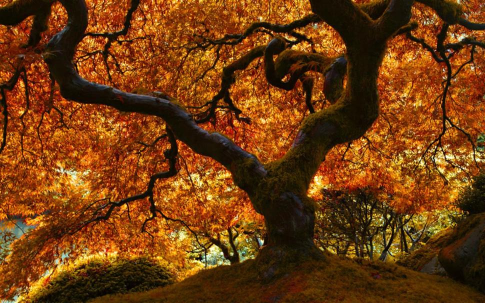 Japanese Oak In Autumn Wallpaper,forest Hd Wallpaper,nature - Tag Lagas Sa Japan - HD Wallpaper 