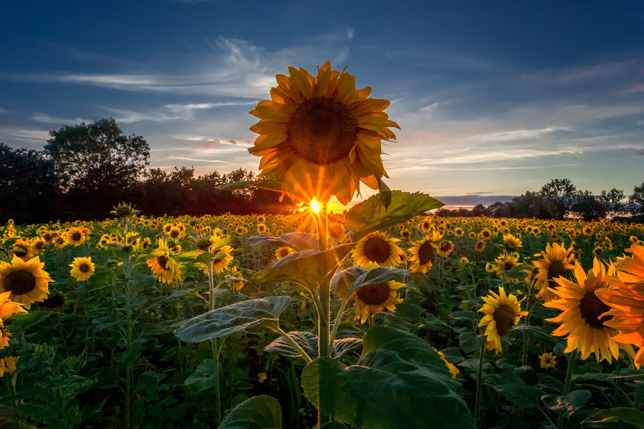 Sunflower Wallpaper Hd Desktop - HD Wallpaper 