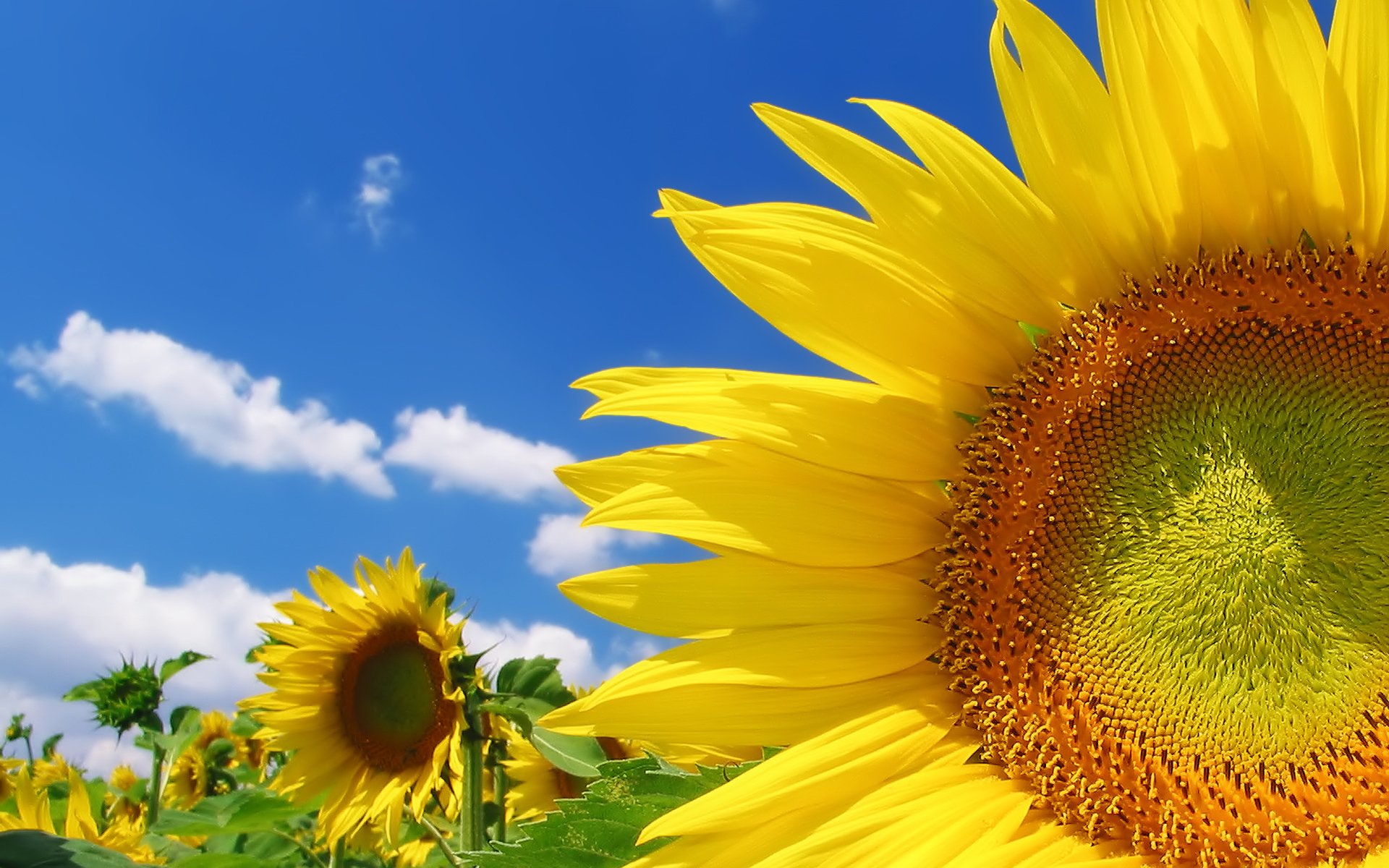 Full Hd High Resolution Sunflower - HD Wallpaper 