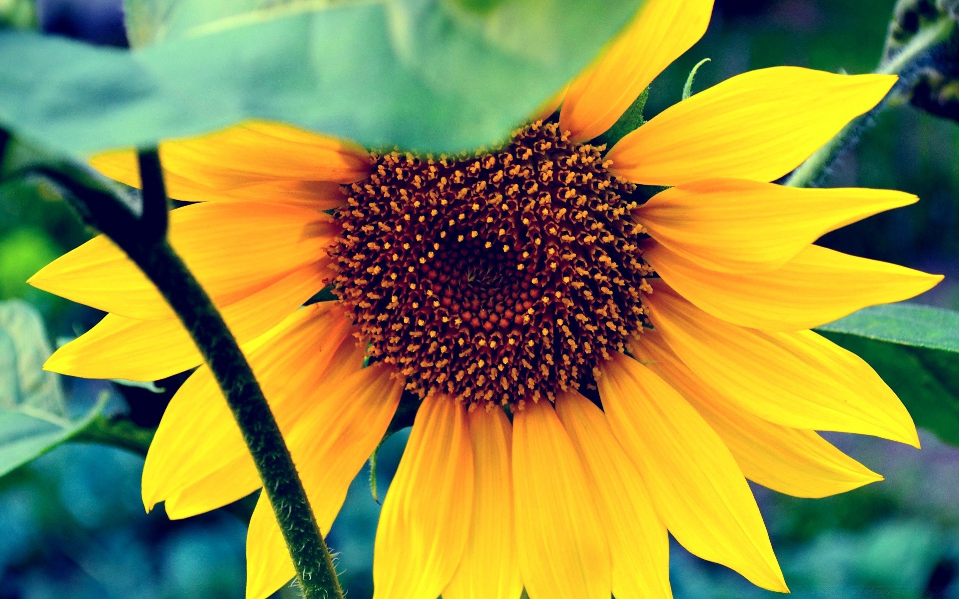 Flowers Nature Flora Flower Summer Leaf Sunflower Bright - Sunflower Wallpapers For Macbook Air - HD Wallpaper 