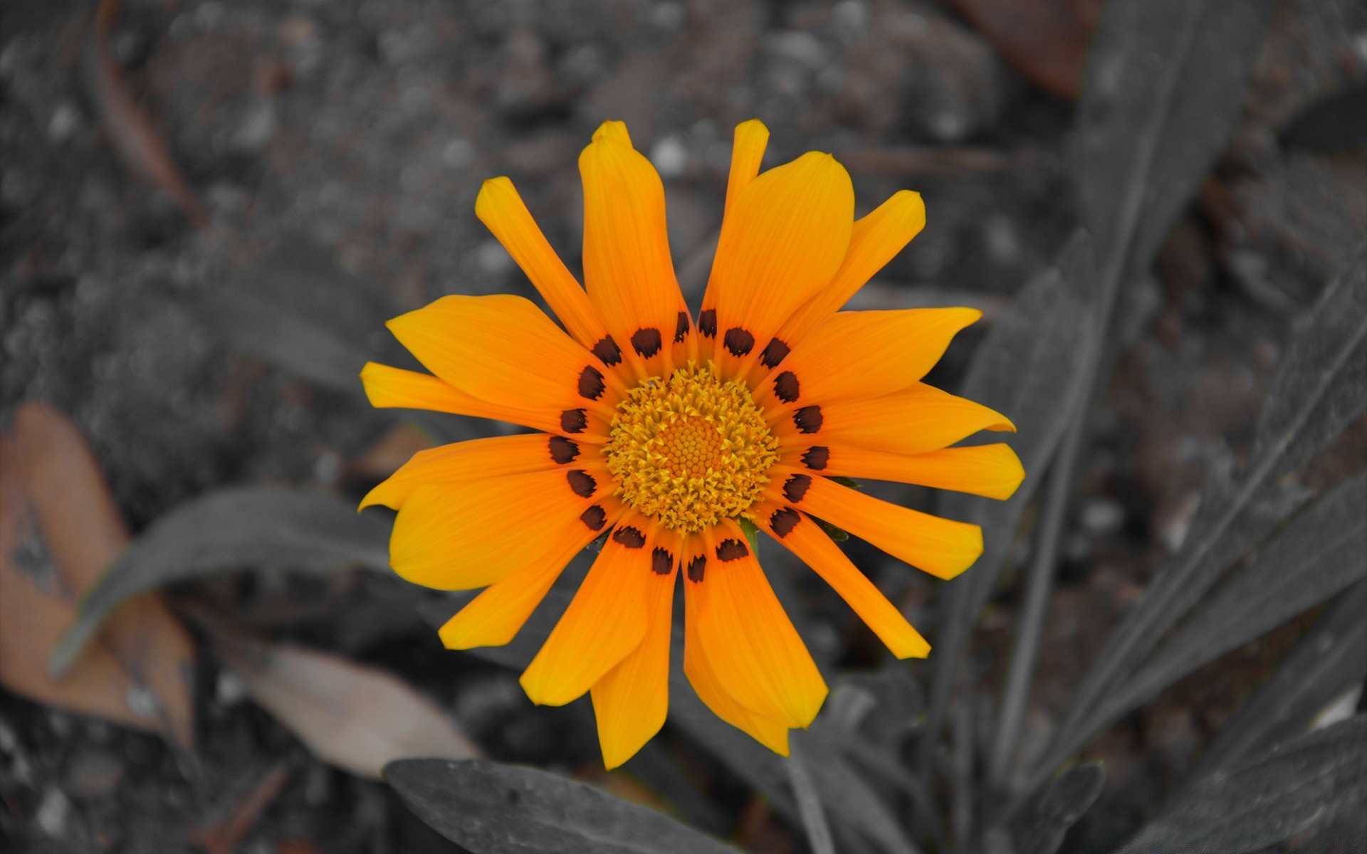 Flowers Flower Nature Outdoors Flora Floral Garden - African Daisy - HD Wallpaper 