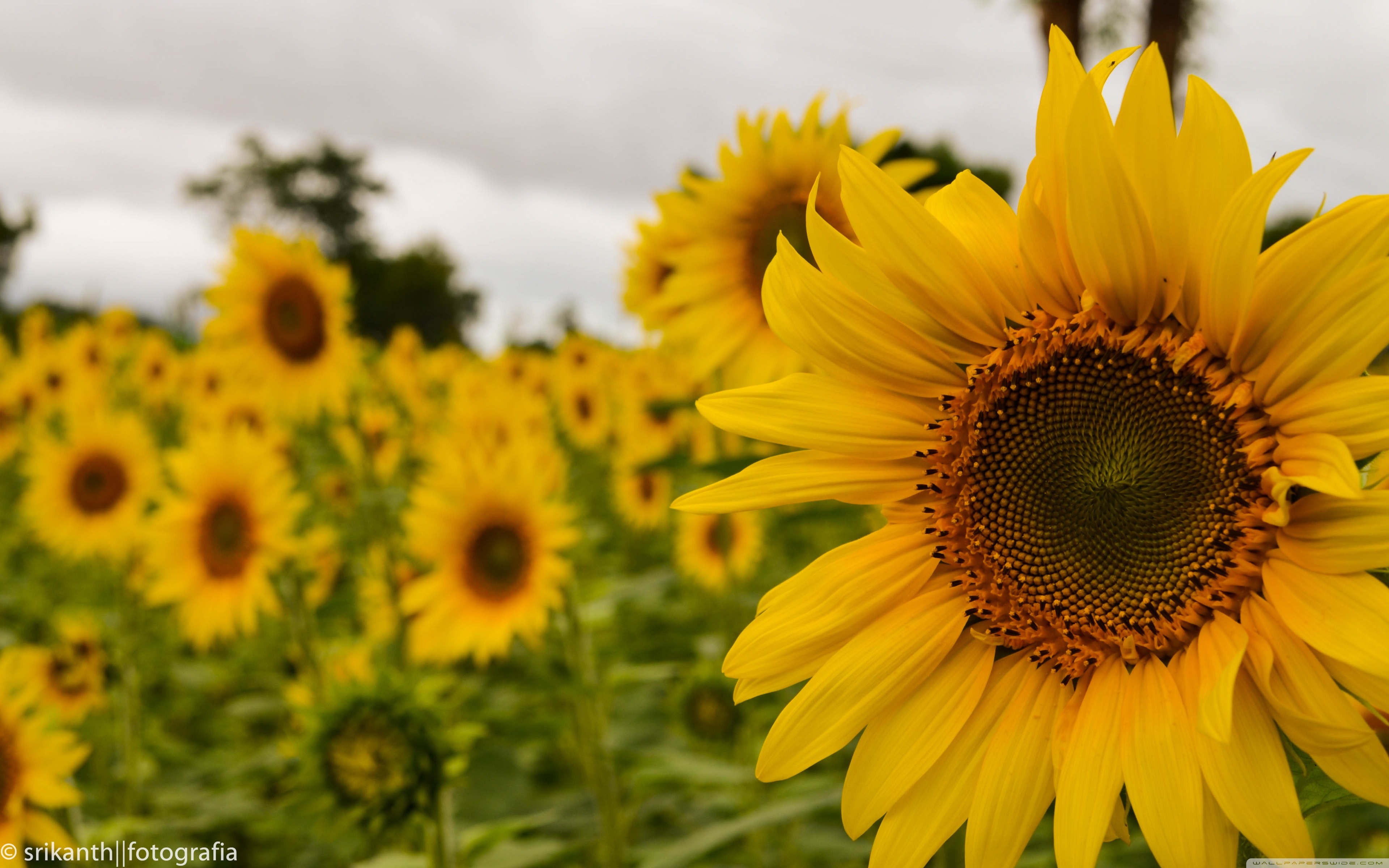 Sunflower Wallpaper Macbook Air - HD Wallpaper 