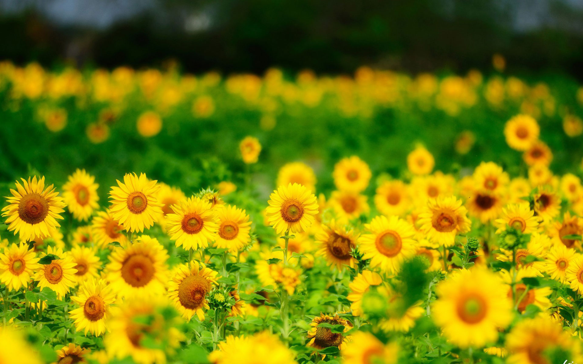 Photo Of Sunflowers Hd - HD Wallpaper 