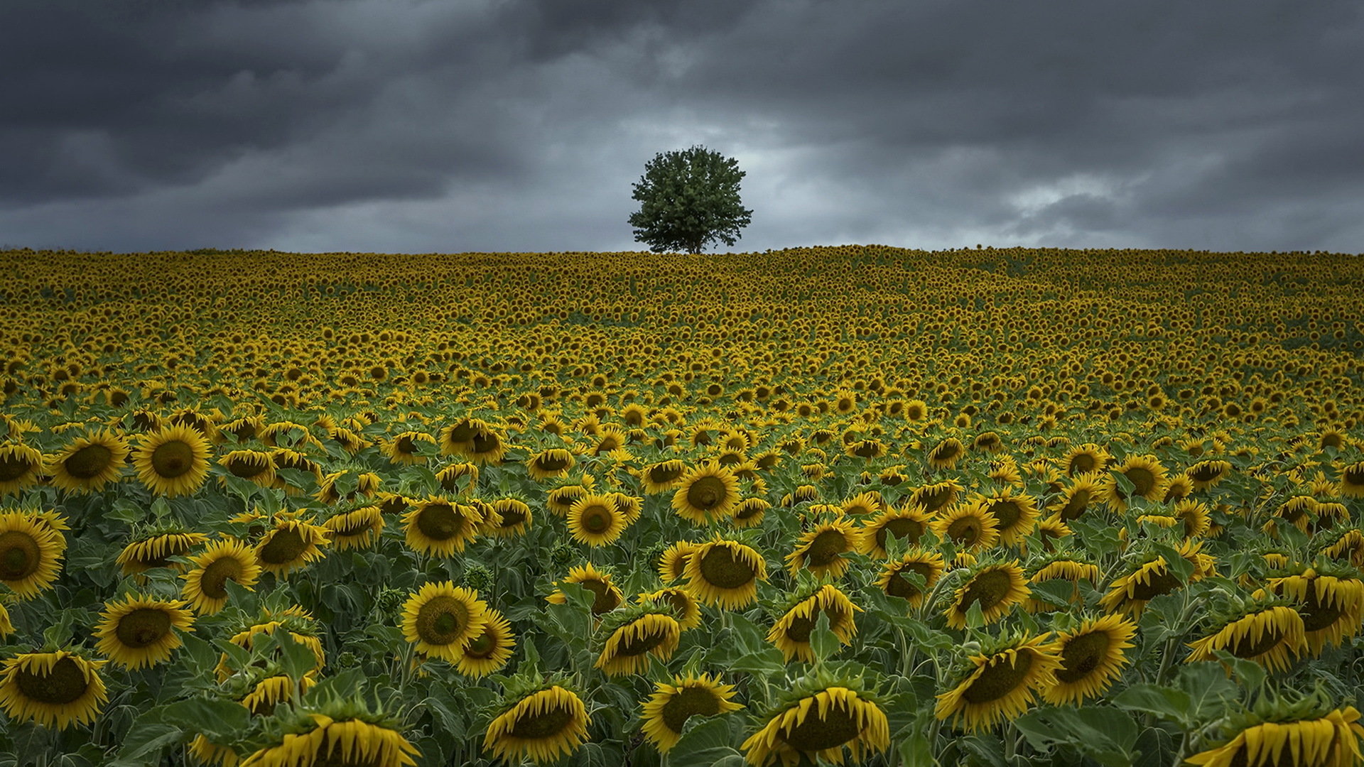 Download Hd 1080p Sunflower Computer Wallpaper Id - Wallpaper - HD Wallpaper 
