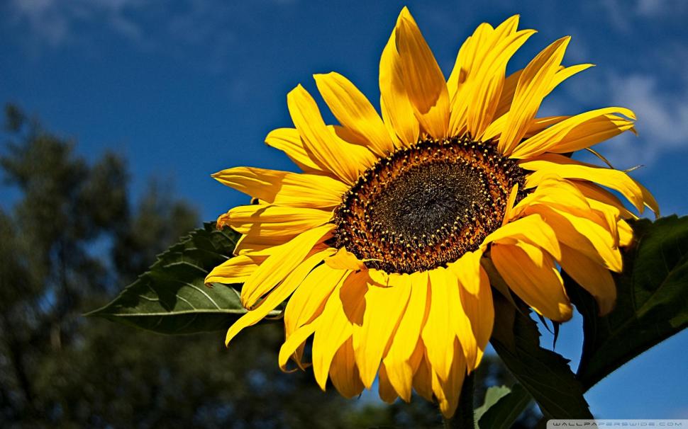 Sunny Sunflower Wallpaper,sunflower Hd Wallpaper,colorful - HD Wallpaper 