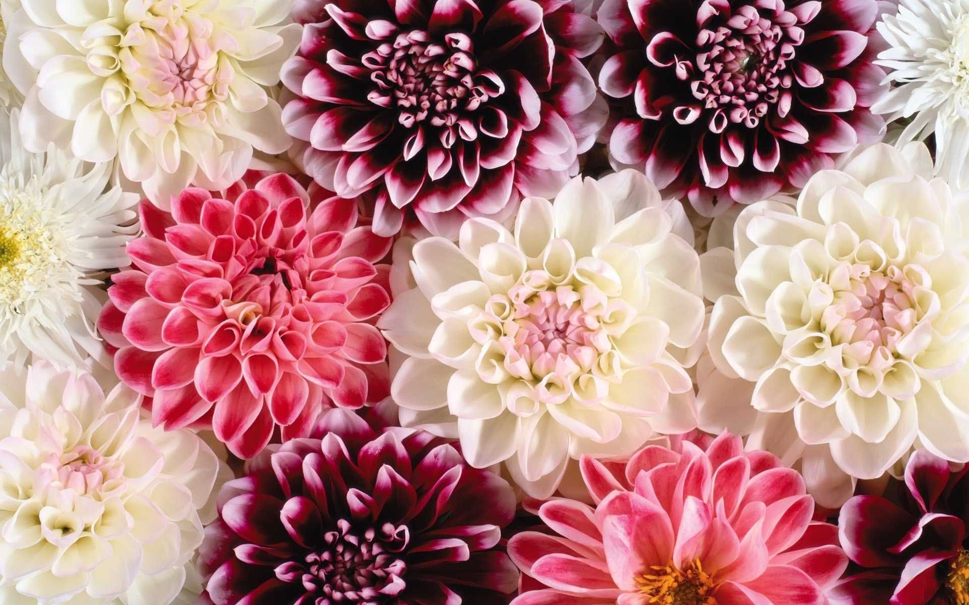 Flower Hd Wallpaper - Flower Desktop Backgrounds - HD Wallpaper 