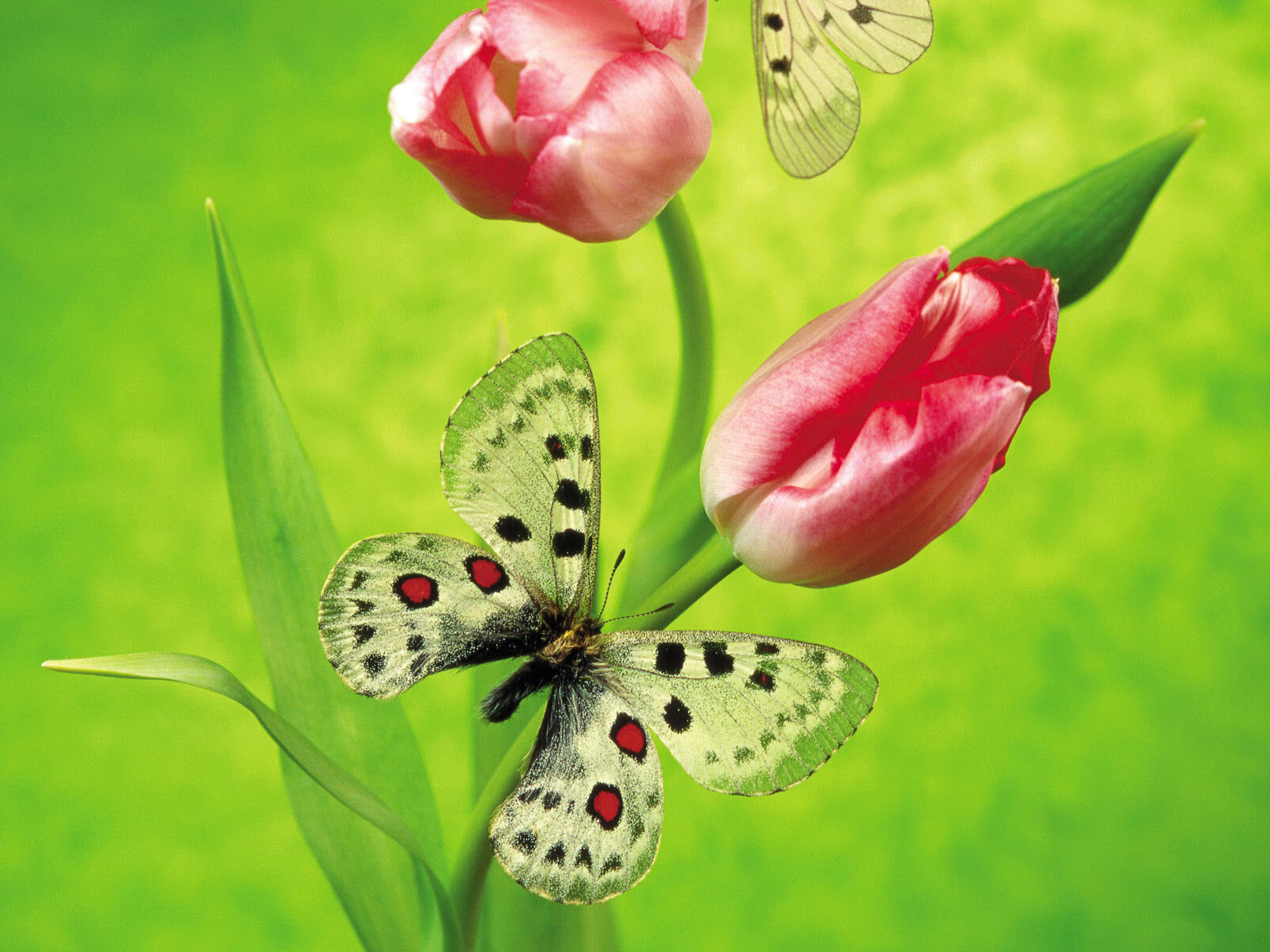 Related Most Beautiful Flower Wallpapers World In Hd - Most Beautiful Flower Wallpapers World - HD Wallpaper 