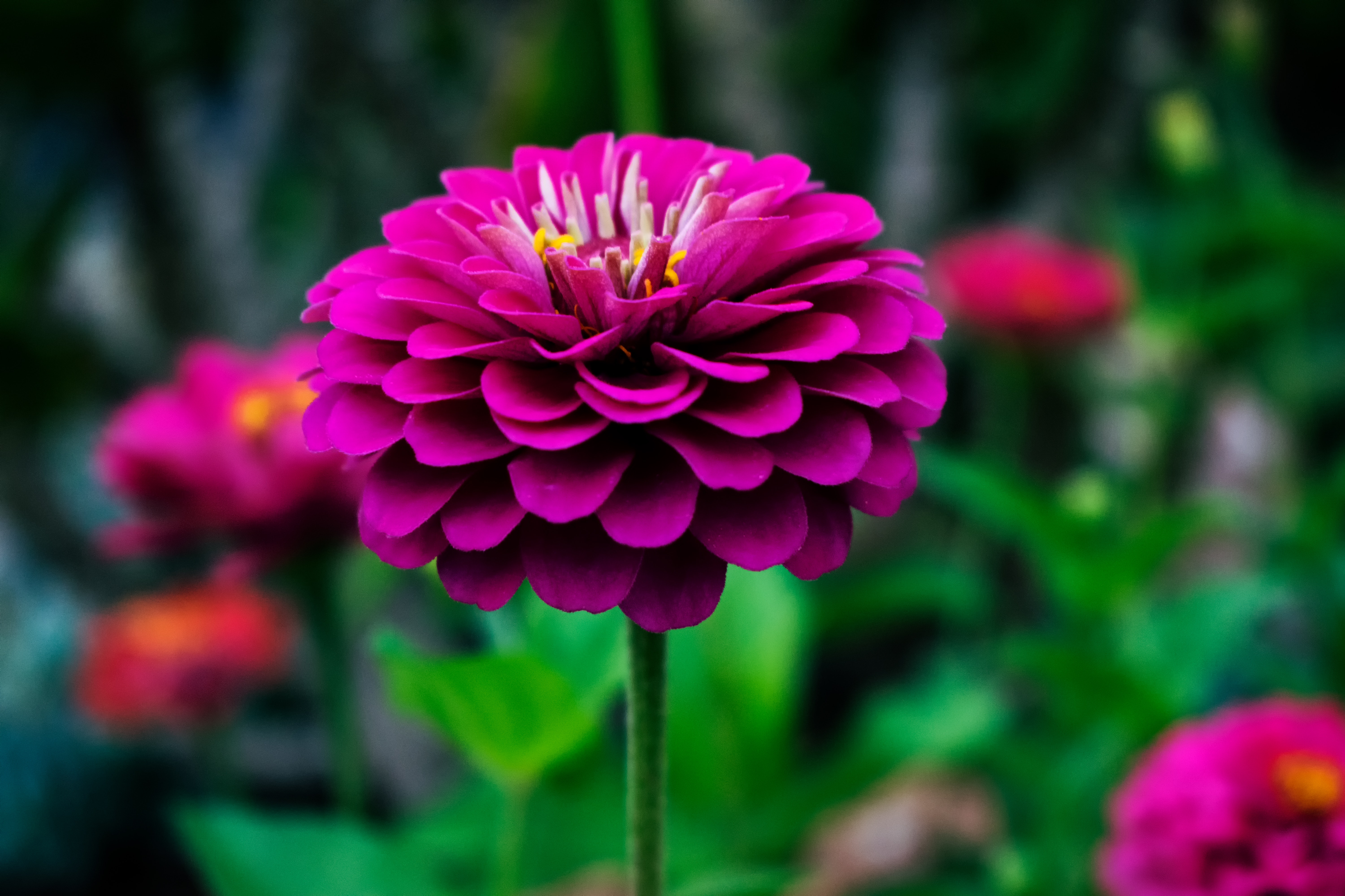 Good Morning Zinnia Flower - HD Wallpaper 