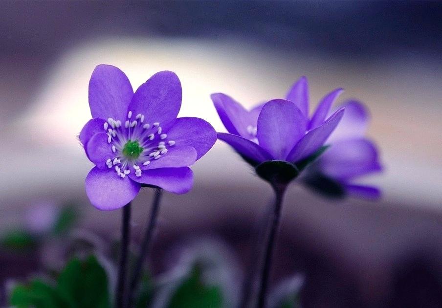 Most Beautiful Flower In The World The Spring Of Hope - Columbine - HD Wallpaper 
