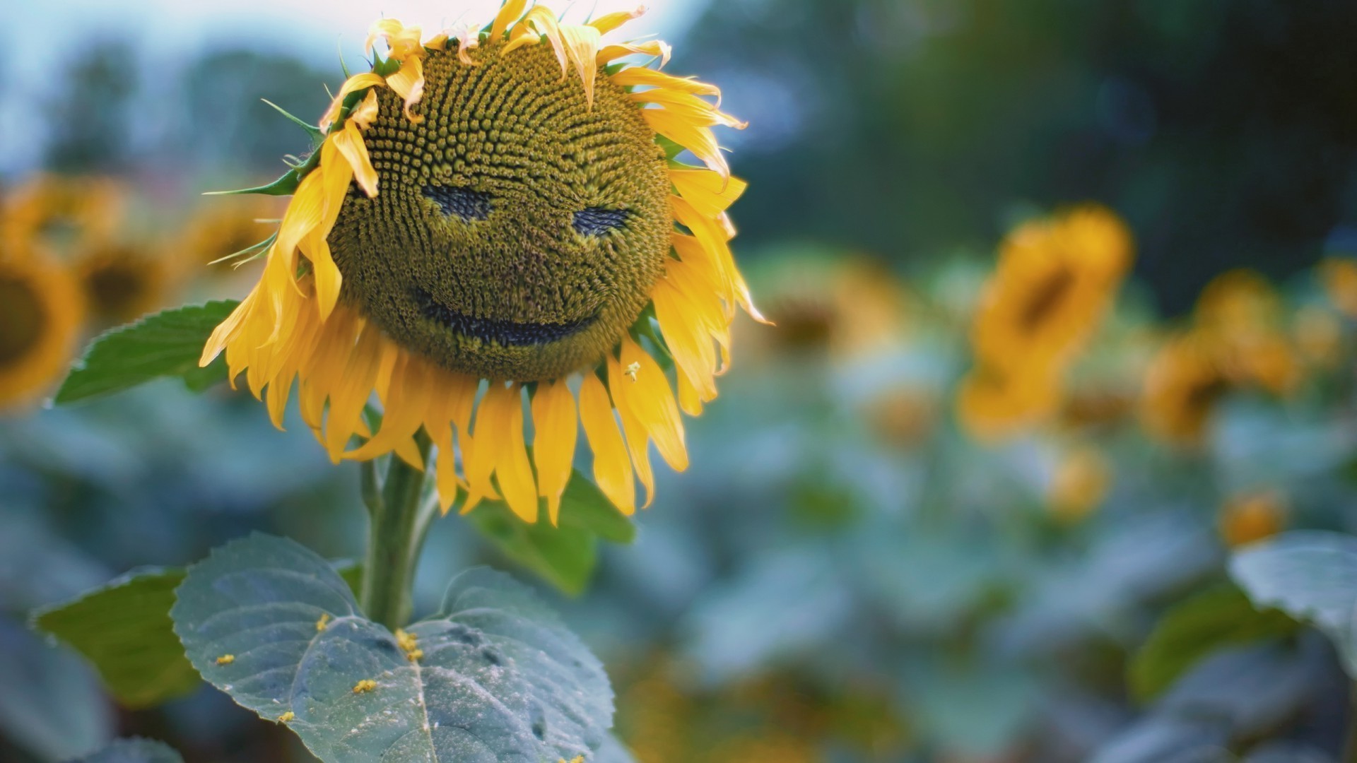 Patterns Nature Leaf Flora Flower Garden Summer Outdoors - Sunflower - HD Wallpaper 