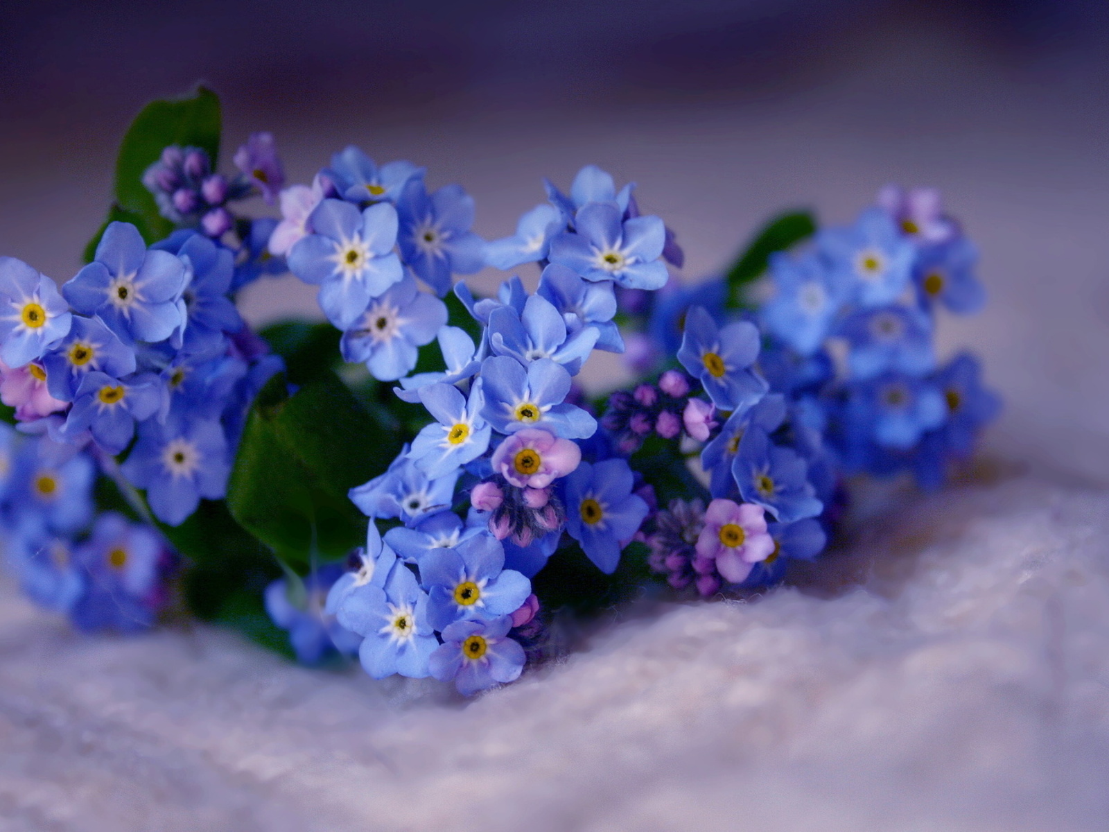 Незабудка - Myosotis Wallpaper Forget Me Not - HD Wallpaper 