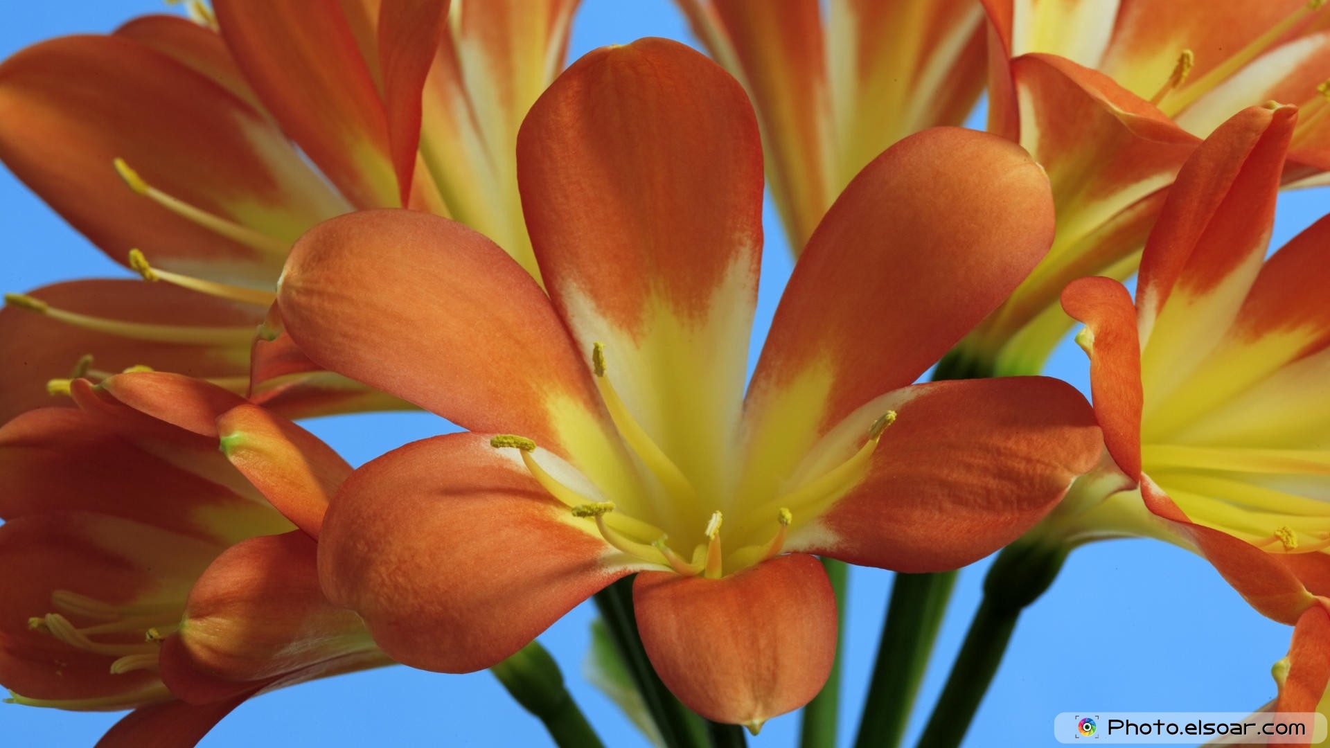 Flower Hd Wallpaper Free Download - Lovely Flowers Hd - HD Wallpaper 