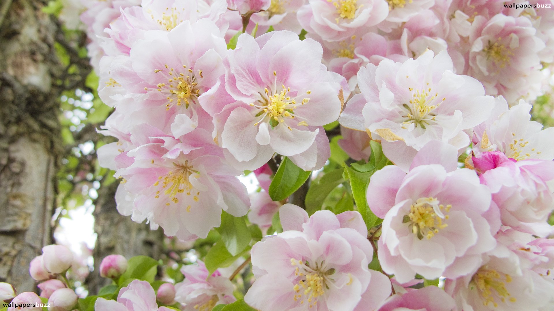 Pretty Light Pink Flowers - HD Wallpaper 