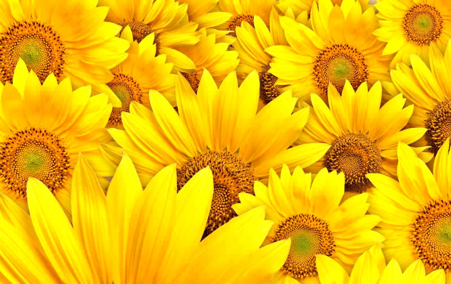 Summer Sunflower Hd Wallpapers Free Download New Hd - Sunflower Backgrounds For Computers - HD Wallpaper 