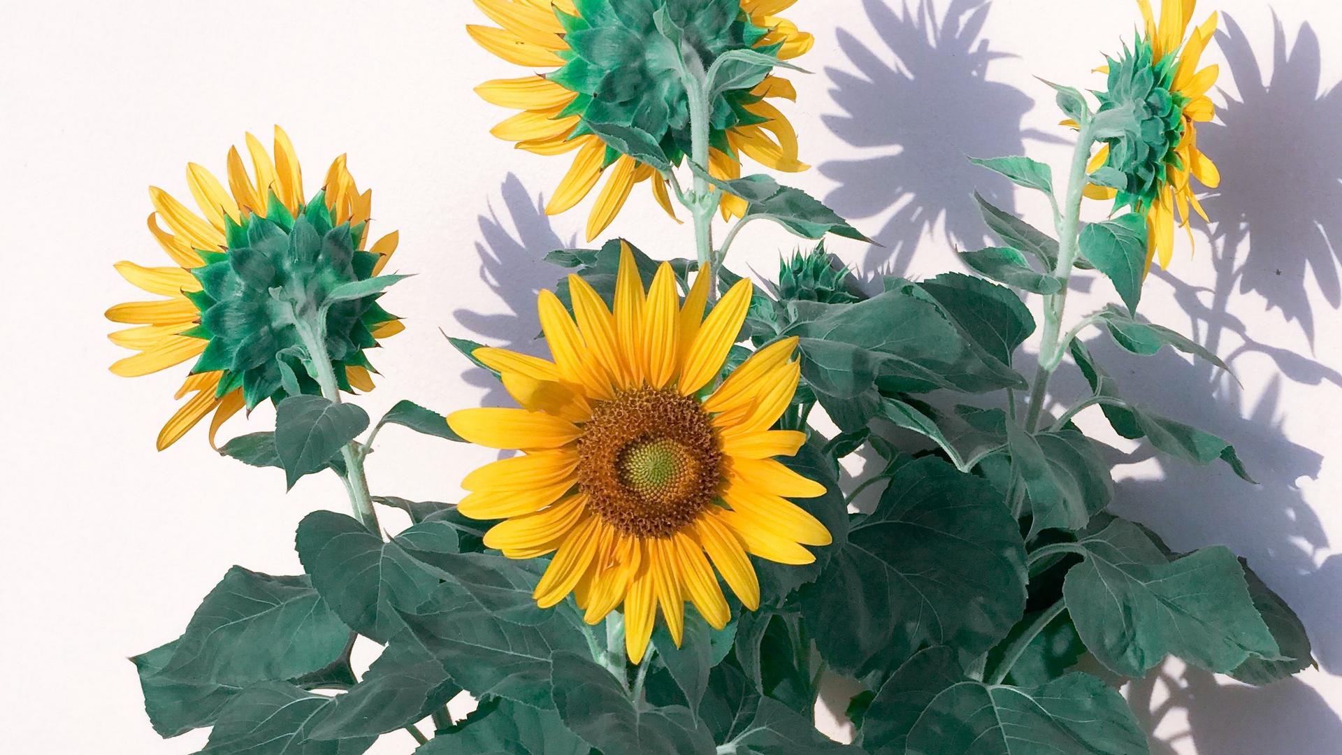 Wallpaper Sunflowers, Flowers, Yellow, Plant - Flower - HD Wallpaper 