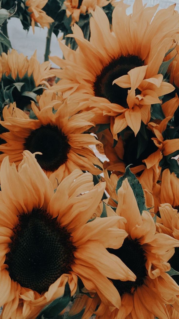 Aesthetic Wallpaper Sunflowers - HD Wallpaper 
