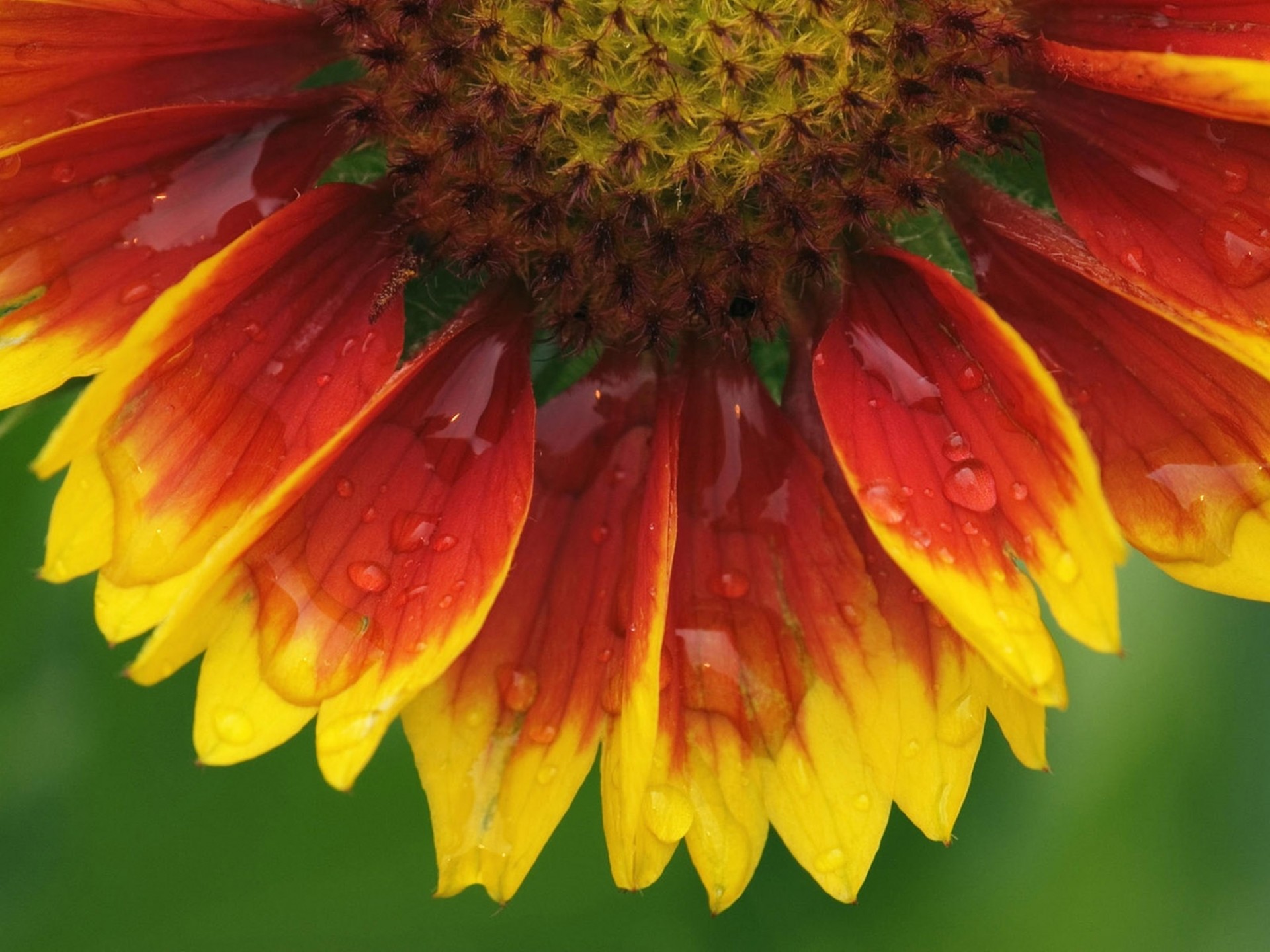 High Resolution Close Ups Flowers - HD Wallpaper 