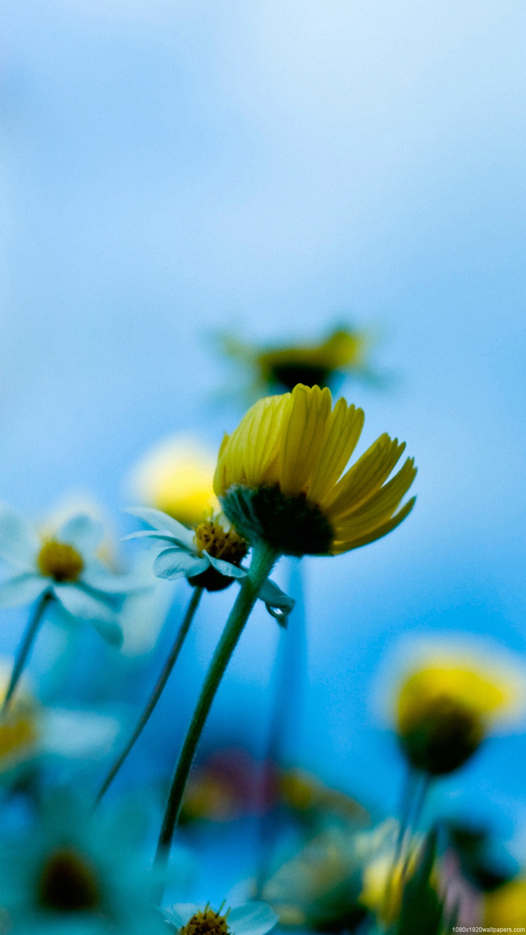 Nature Sunflower Wallpapers Hd - Blue Flowers Back Ground Mobile -  1080x1920 Wallpaper 
