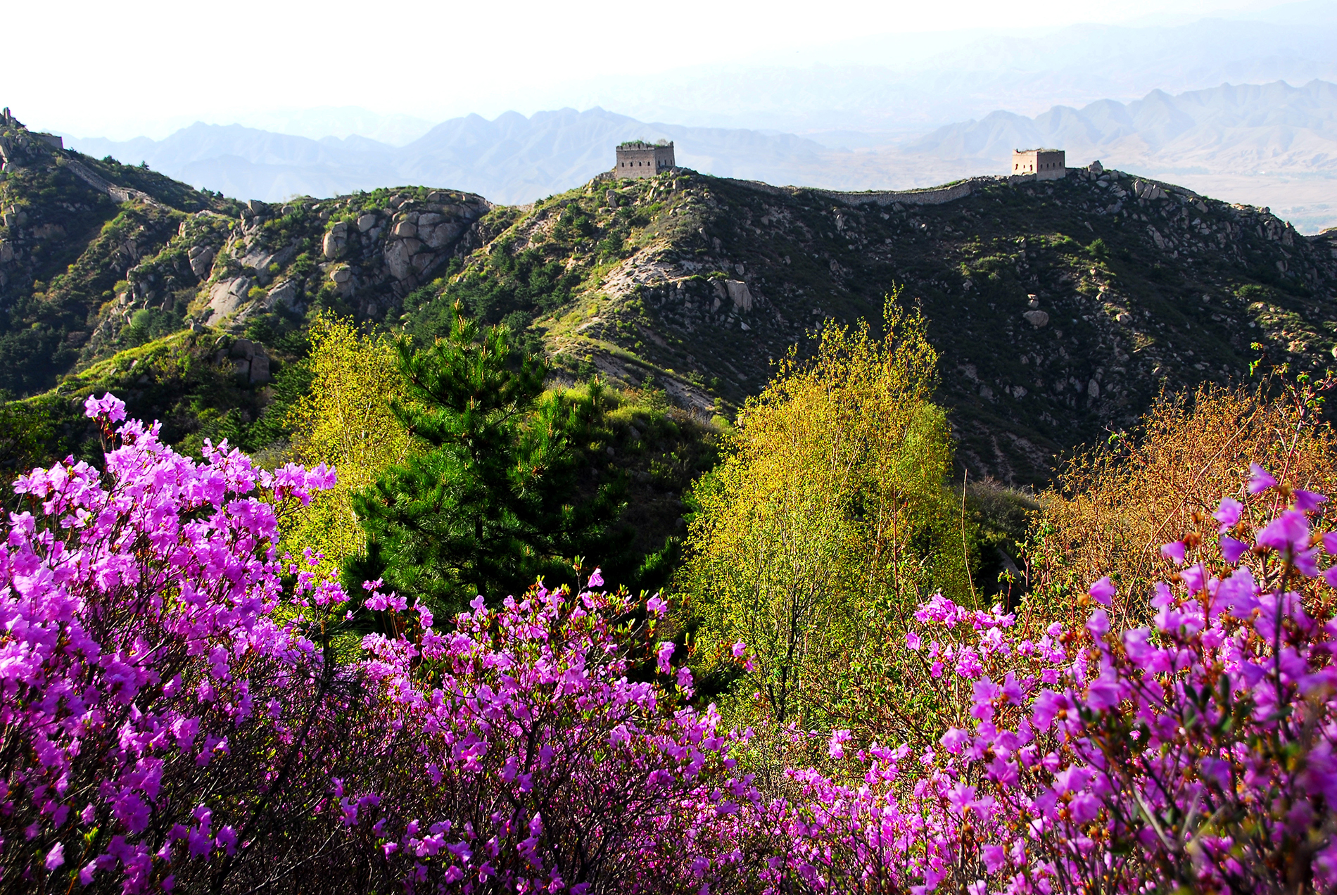 Laiyuan Batholith, The Great Wall And The Beautiful - Four O'clock Family - HD Wallpaper 