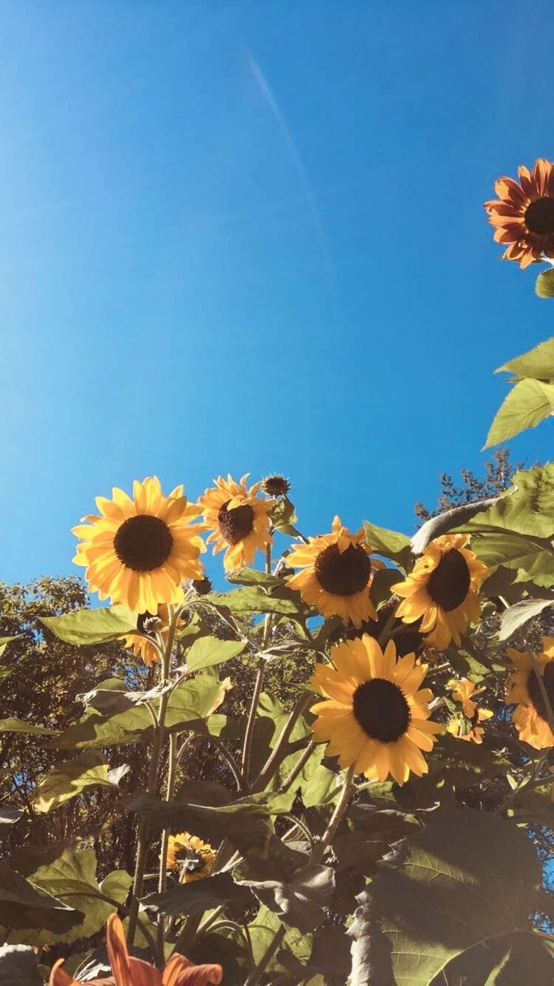 Aesthetic Sunflower Wallpaper Iphone - HD Wallpaper 