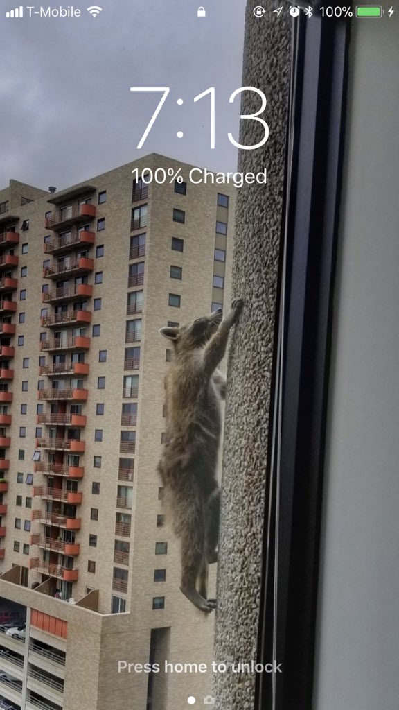 Climbing Raccoon - HD Wallpaper 