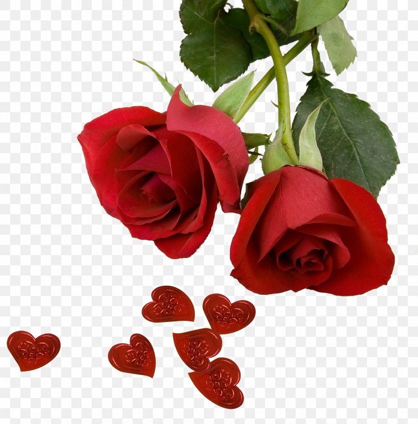 Best Roses Screensaver Wallpaper, Png, 1500x1521px, - Best Rose Picture Download - HD Wallpaper 